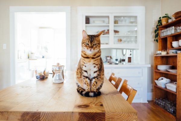 cat on a table